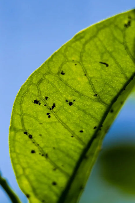 GARDEN - PEST APHID CONTROL
